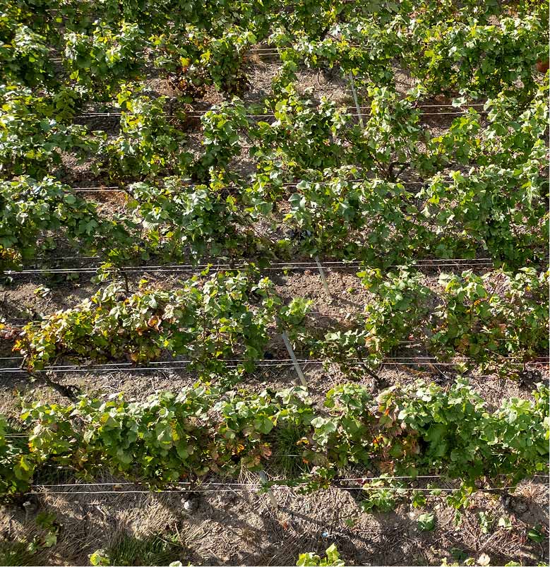 Redovi vinograda
