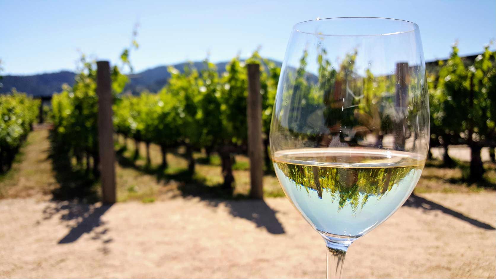 Čaša vina u vinogradu
