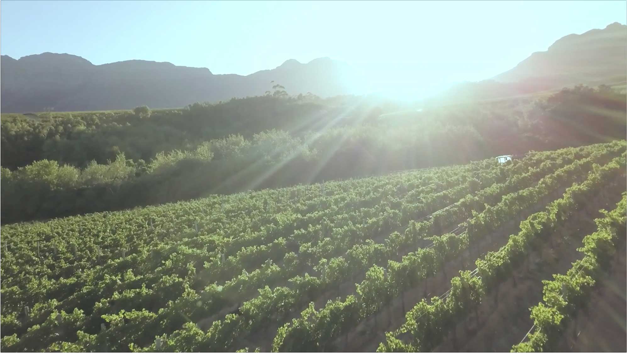 Izlazak sunca nad vinogradom